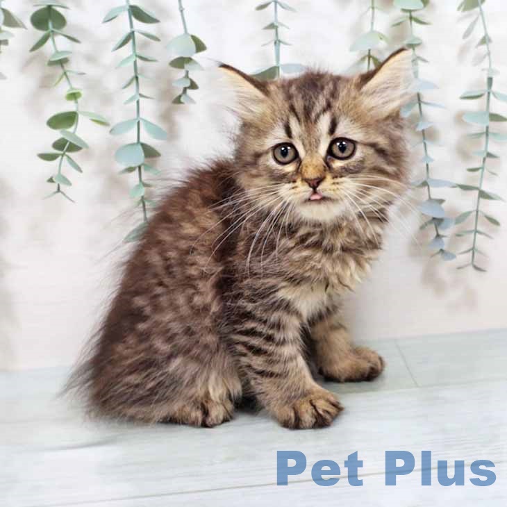 大阪府のラガマフィン (ペットプラスイオン大日店/2025年7月25日生まれ/男の子/ブラウンタビー)の子猫の2枚目の画像