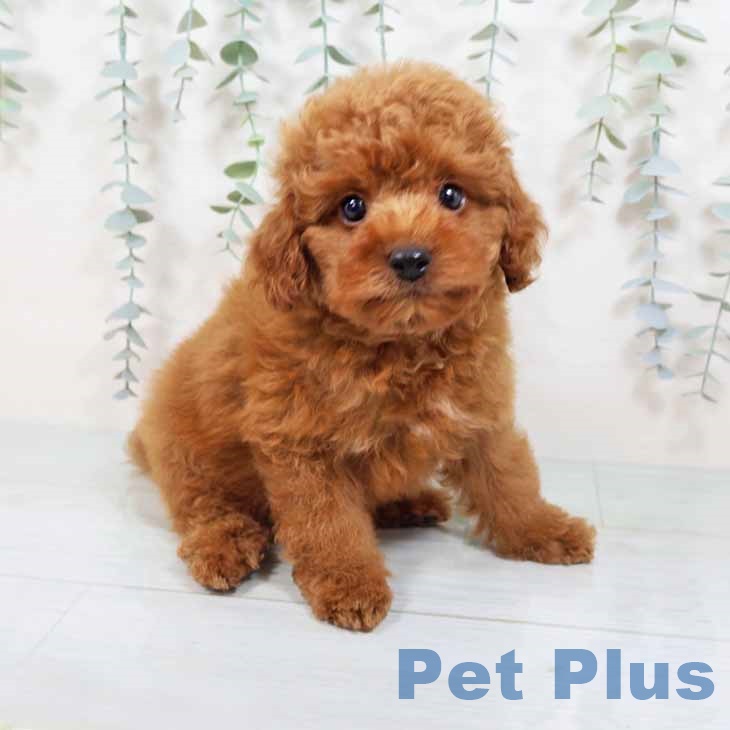 愛知県のトイプードル(トイ) (ペットプラス豊田店/2025年7月21日生まれ/男の子/レッド)の子犬の1枚目の画像