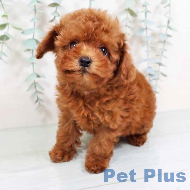 愛知県のトイプードル(トイ) (ペットプラス岡崎店/2025年7月21日生まれ/女の子/レッド)の子犬