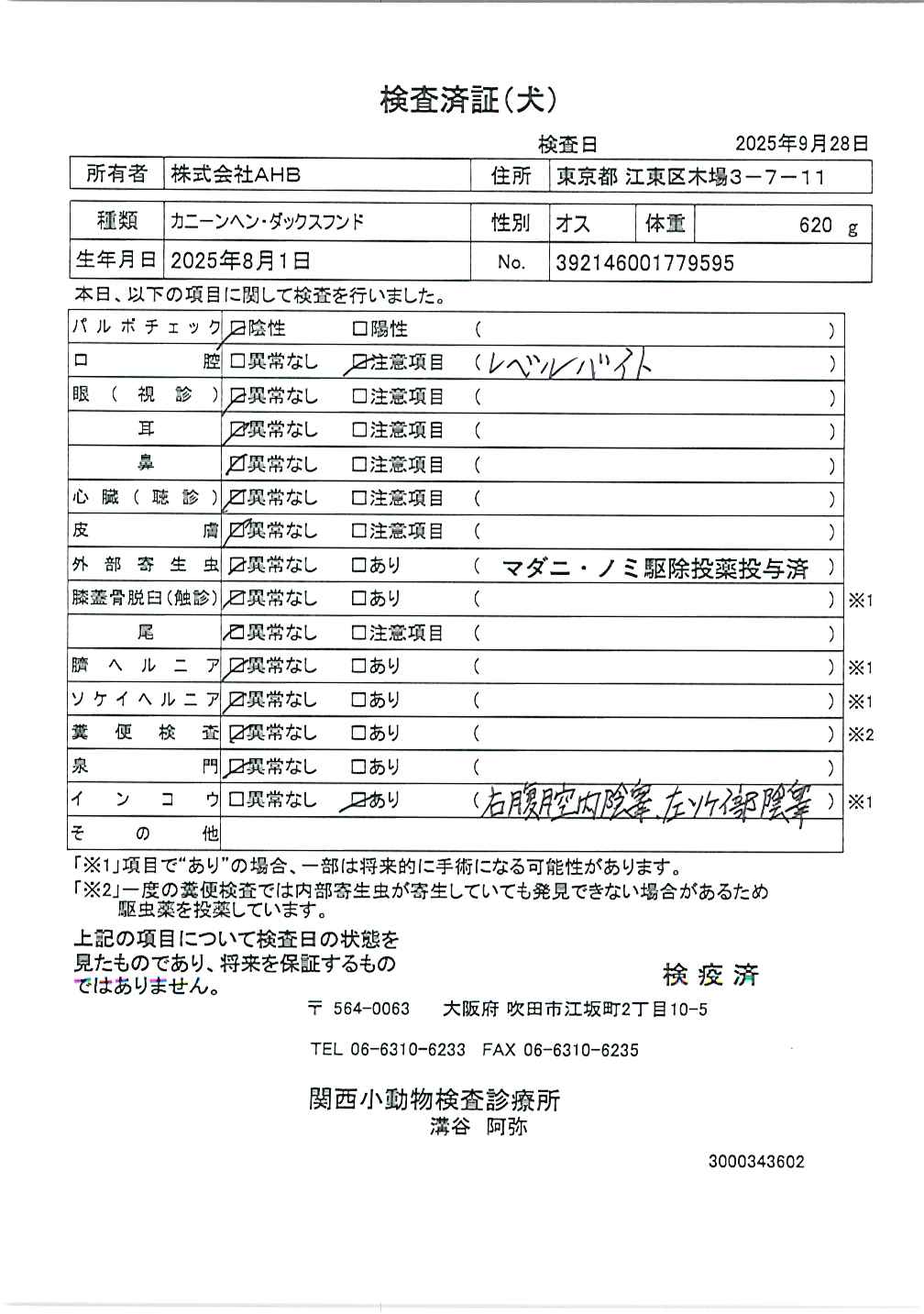 カニーンヘン・ダックスフンド