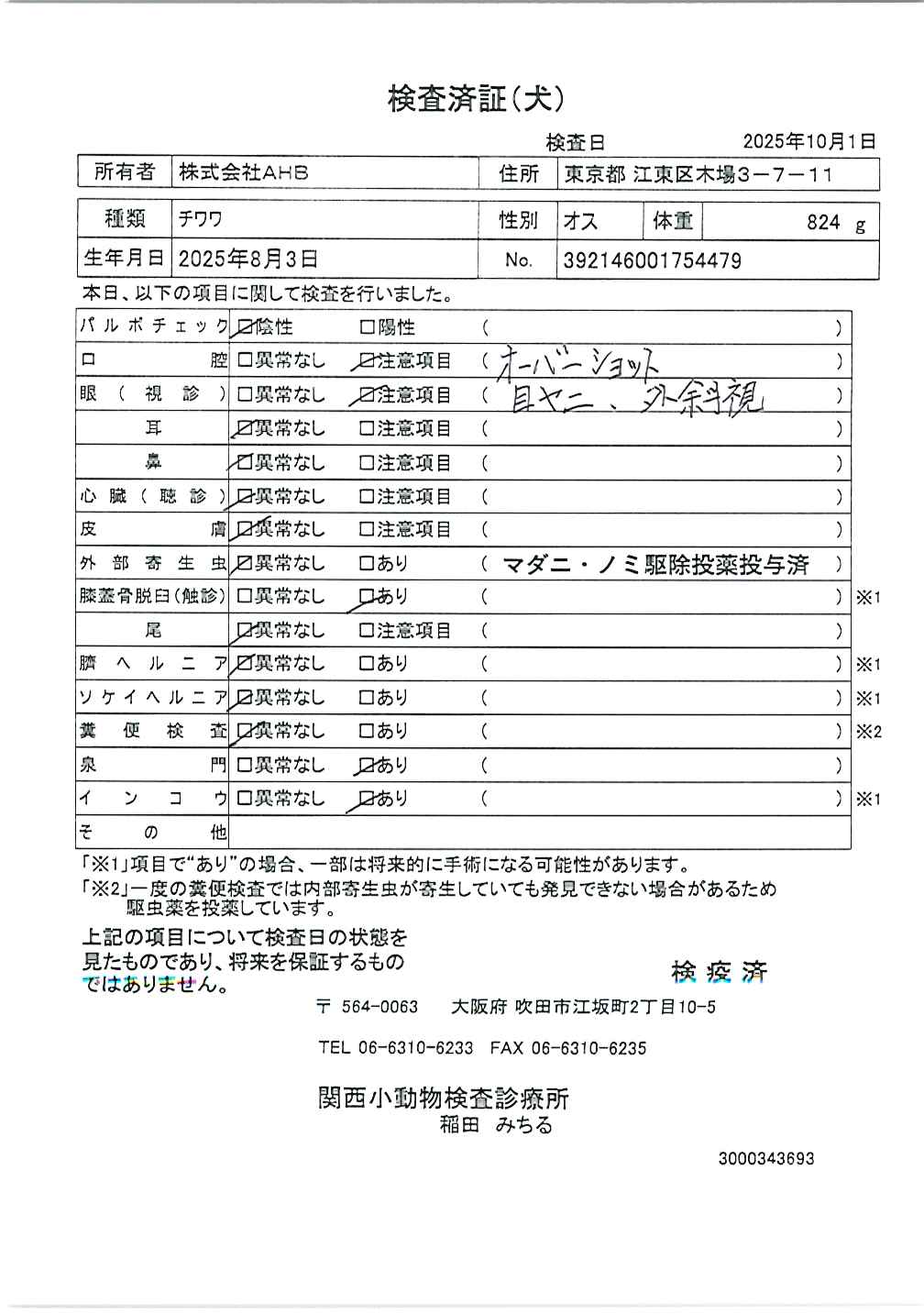 チワワ