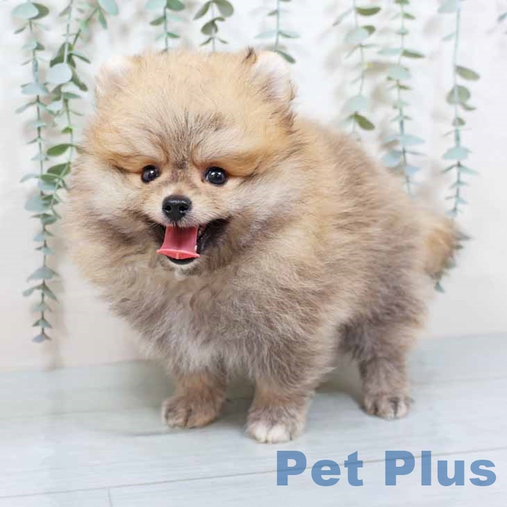 奈良県のポメラニアン (ペットプラス大和郡山店/2025年7月30日生まれ/男の子/オレンジ)の子犬の2枚目の画像