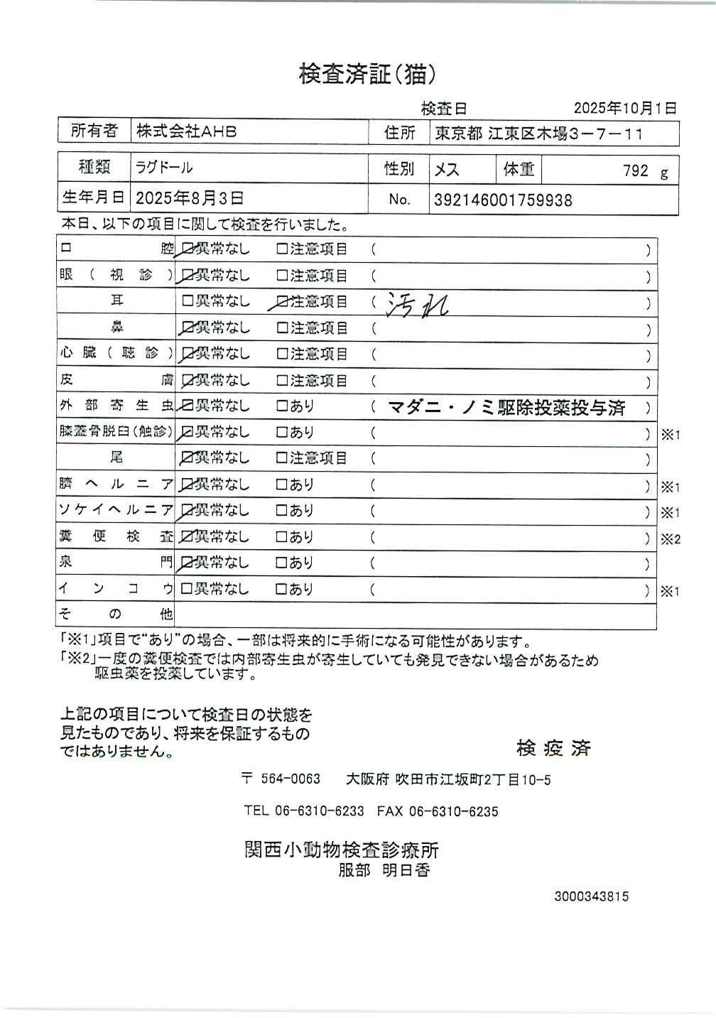 ラグドール