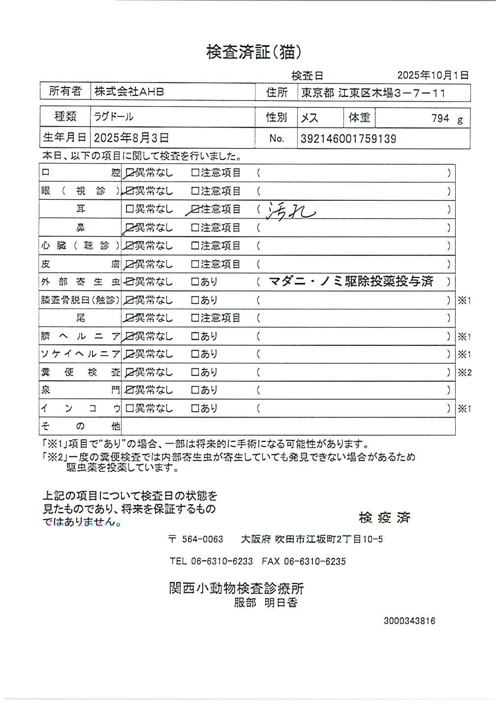 ラグドール