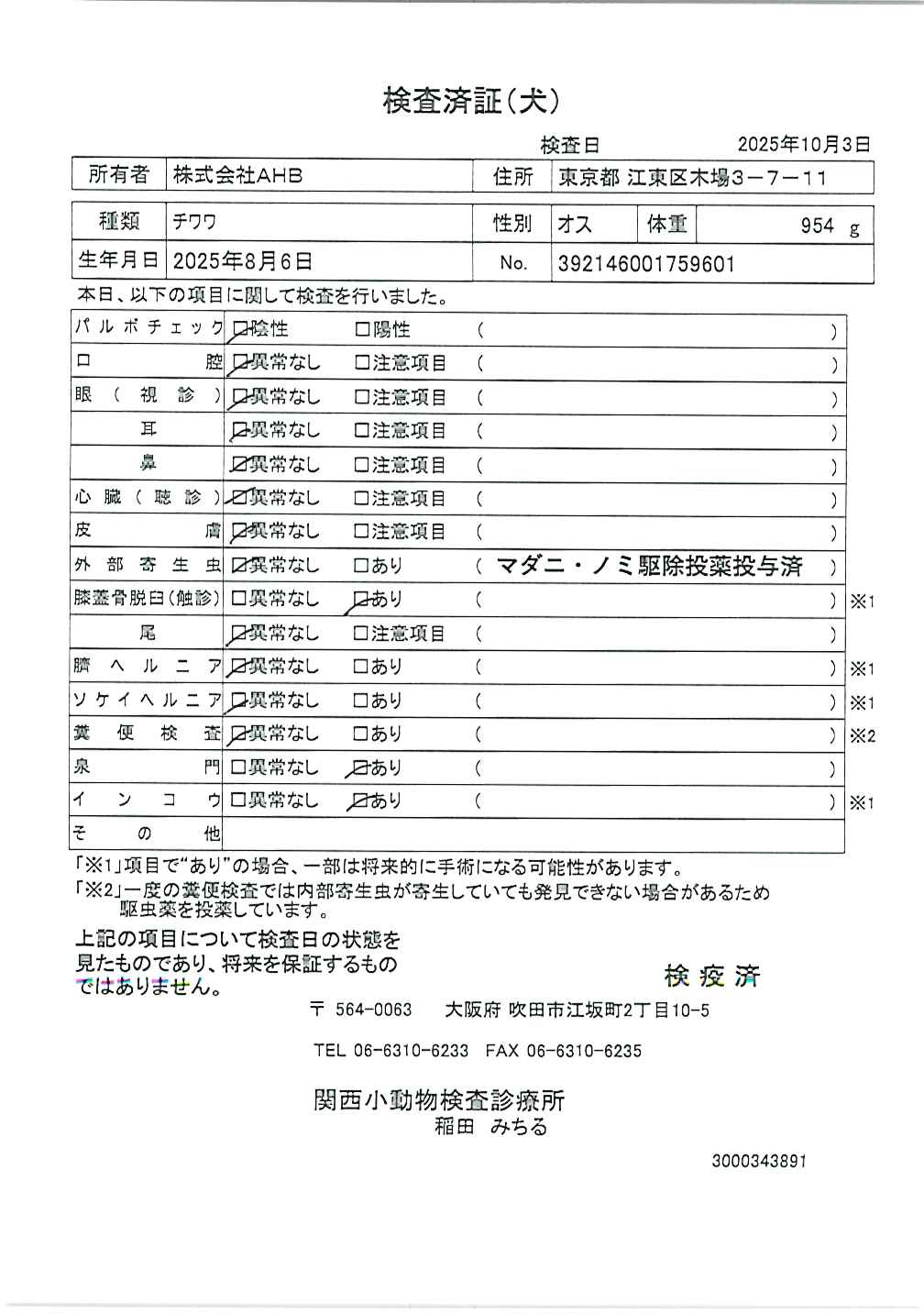 チワワ