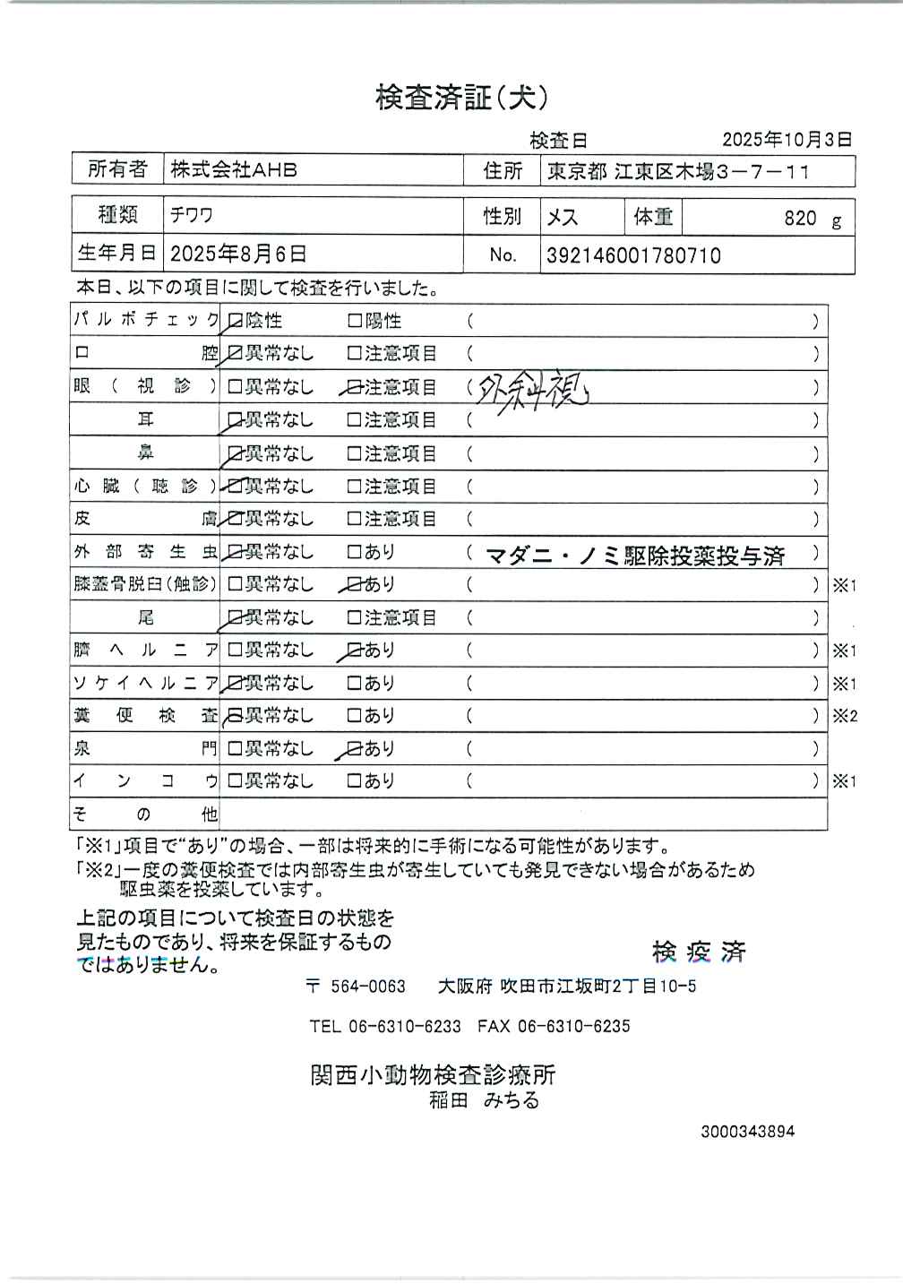 チワワ