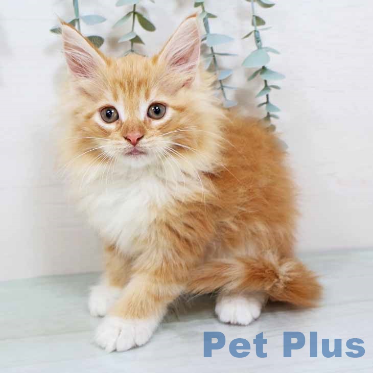 ノルウェージャンフォレストキャット