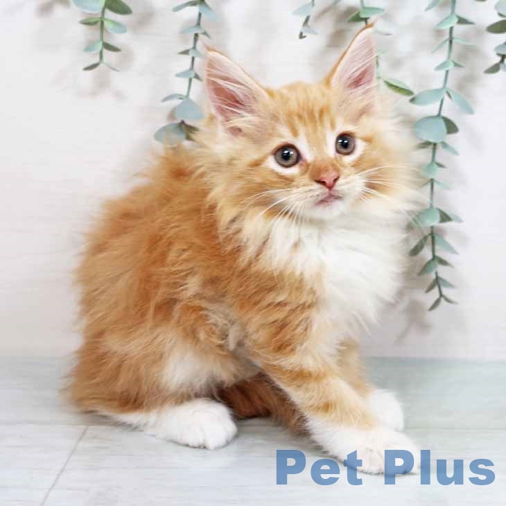 ノルウェージャンフォレストキャットの写真2
