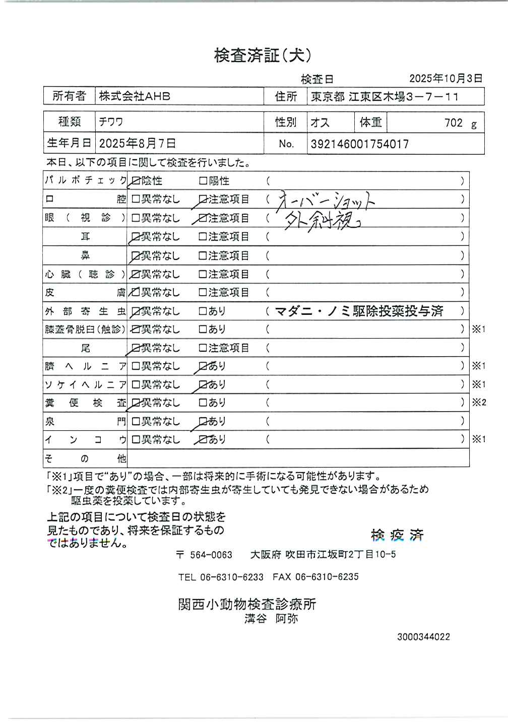 チワワ