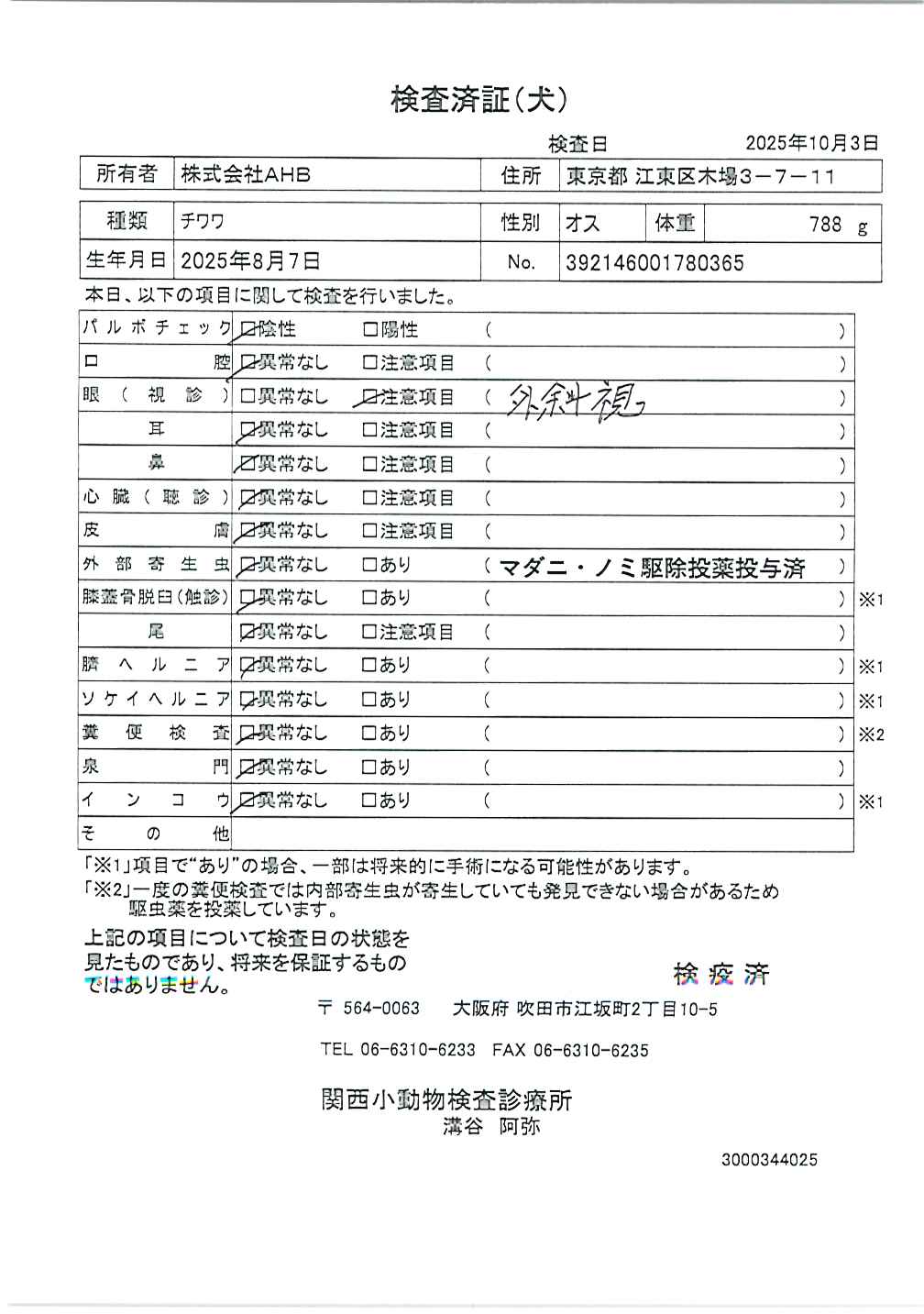 チワワ