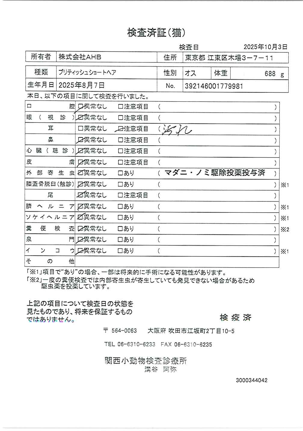 ブリティッシュショートヘア