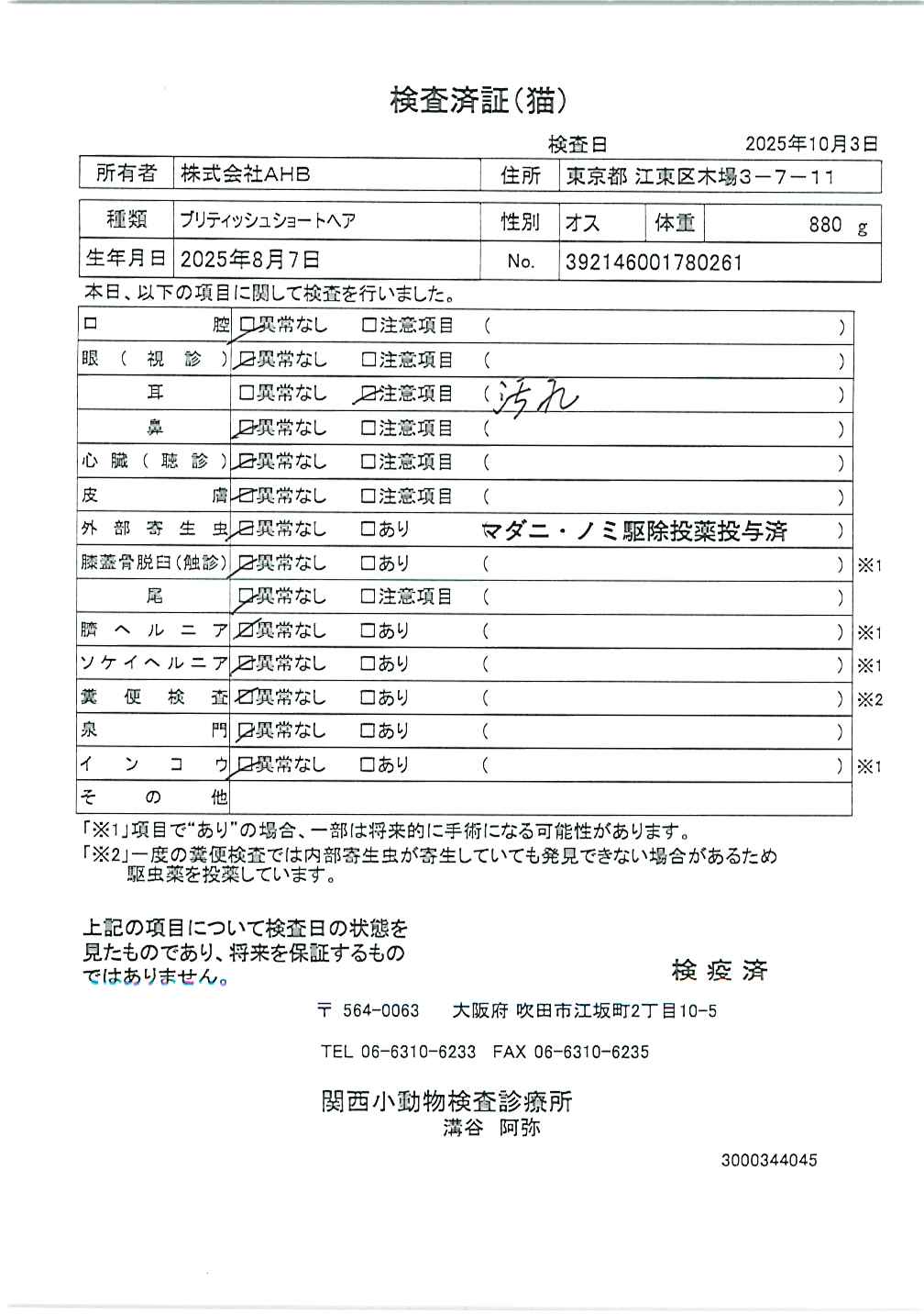 ブリティッシュショートヘア