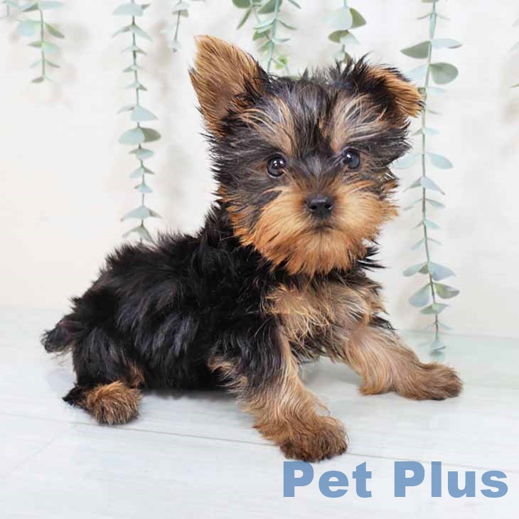 京都府のヨークシャーテリア (ペットプラス 醍醐店/2025年7月23日生まれ/男の子/スチールブルータン)の子犬の1枚目の画像