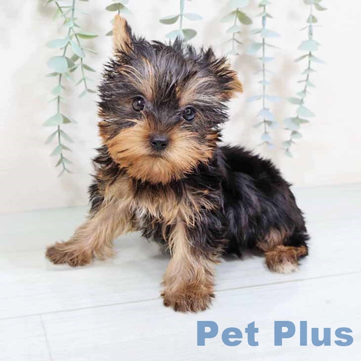 京都府のヨークシャーテリア (ペットプラス 醍醐店/2025年7月23日生まれ/男の子/スチールブルータン)の子犬の2枚目の画像