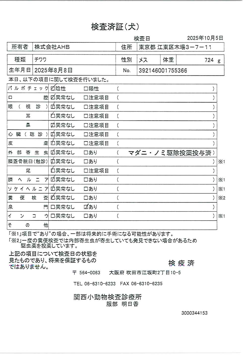 チワワ