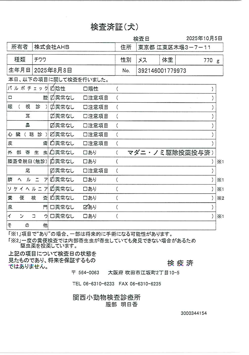 チワワ