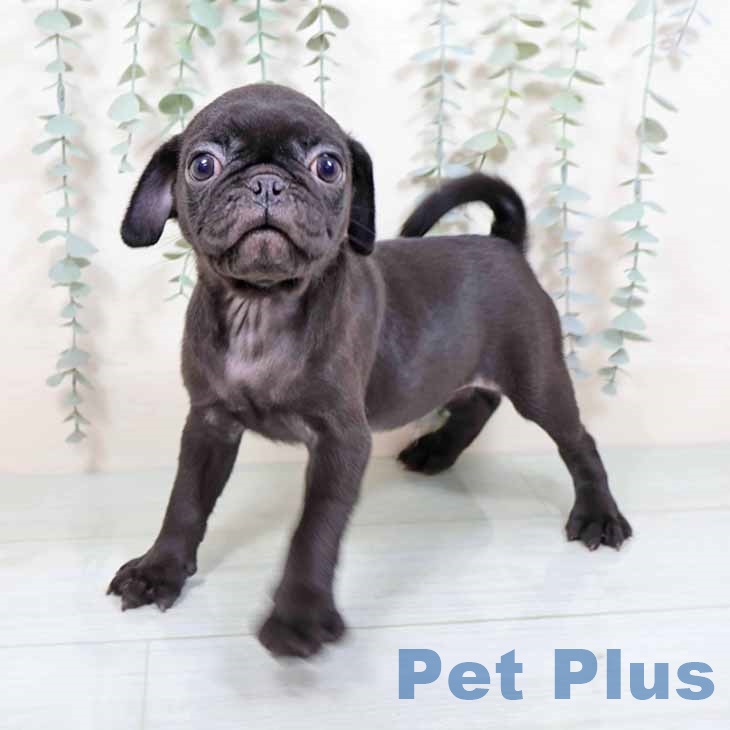 京都府のパグ (ペットプラス 久御山店/2025年8月6日生まれ/男の子/ブラック)の子犬の1枚目の画像