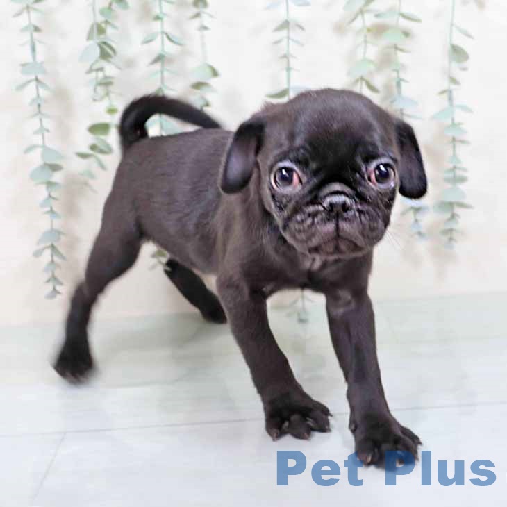 京都府のパグ (ペットプラス 久御山店/2025年8月6日生まれ/男の子/ブラック)の子犬の2枚目の画像