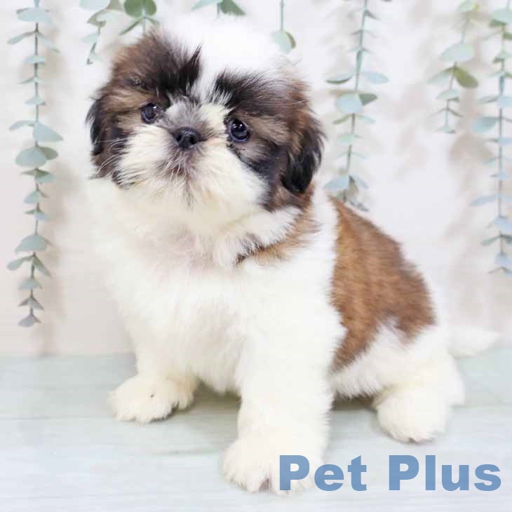 シー・ズーの写真2