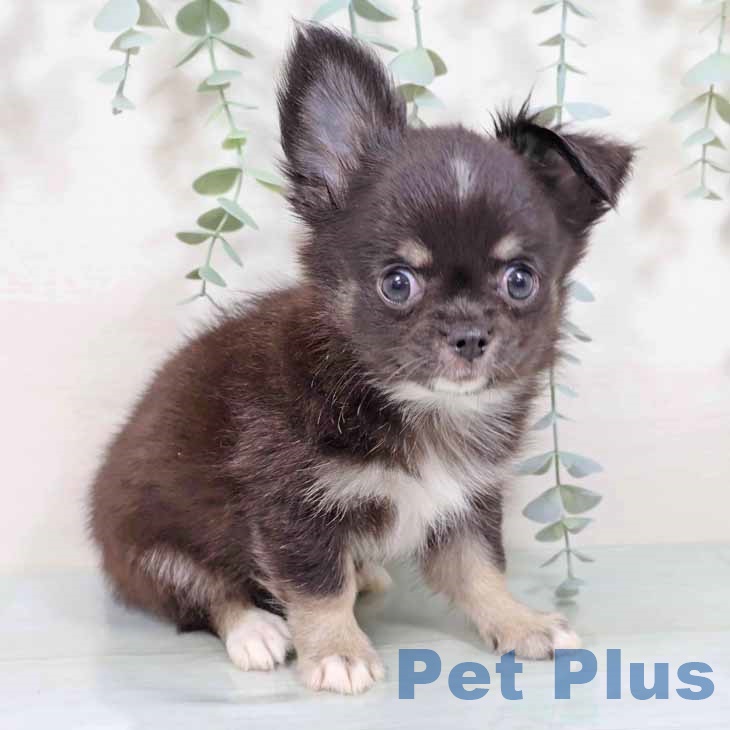 京都府のチワワ(ロング) (ペットプラス 久御山店/2025年8月10日生まれ/男の子/ブラックタンホワイト)の子犬の1枚目の画像