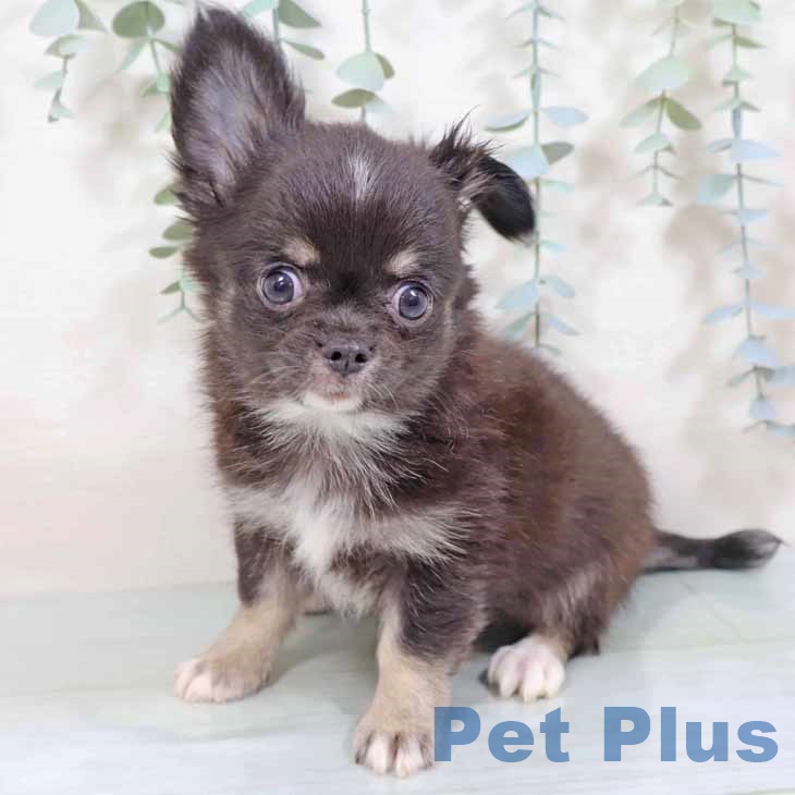 京都府のチワワ(ロング) (ペットプラス 久御山店/2025年8月10日生まれ/男の子/ブラックタンホワイト)の子犬の2枚目の画像