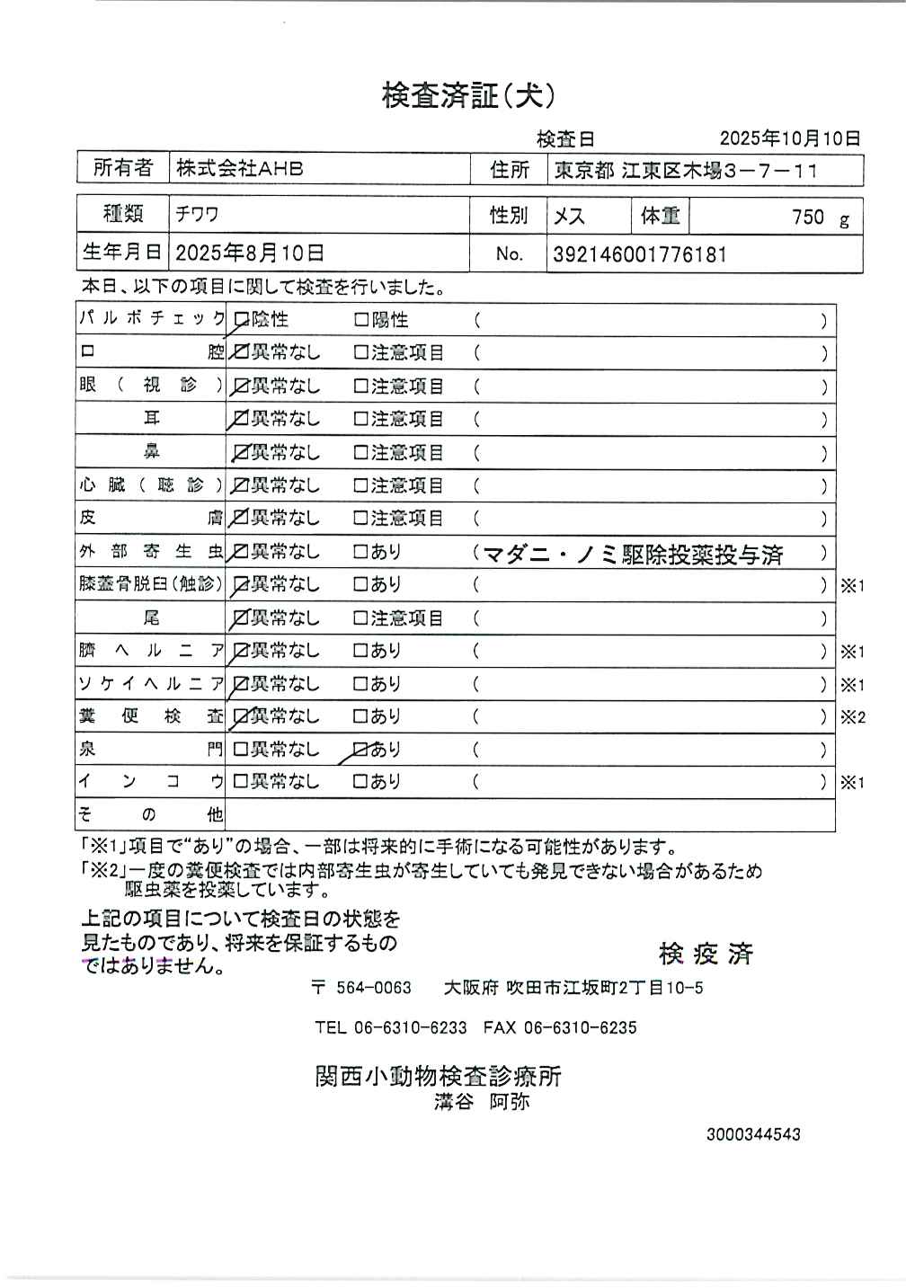 チワワ
