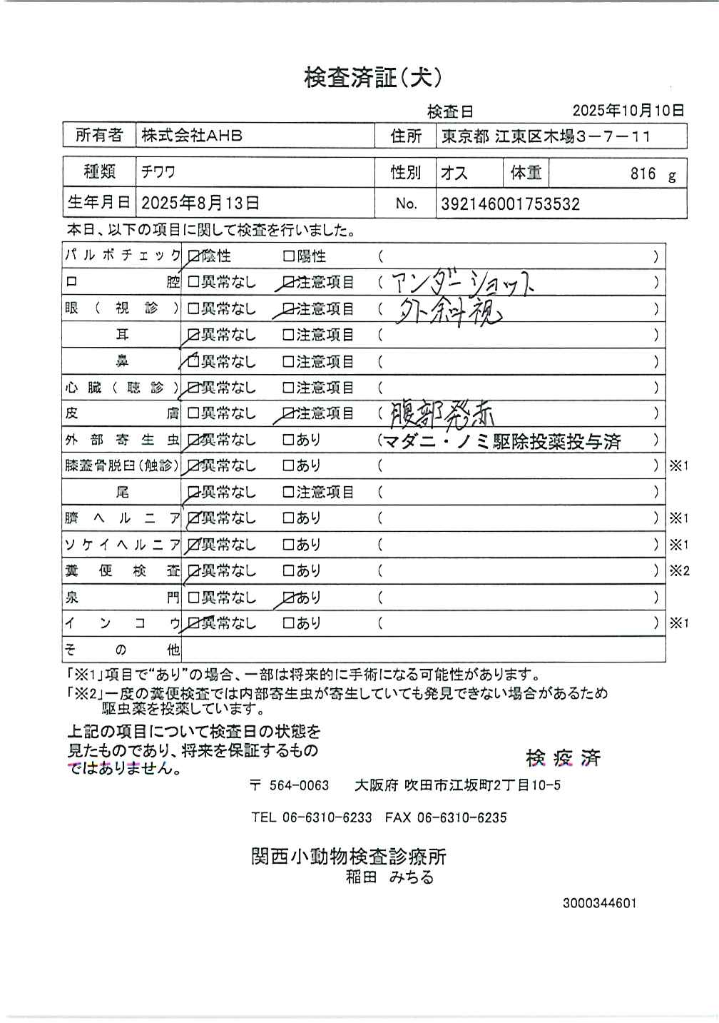 チワワ