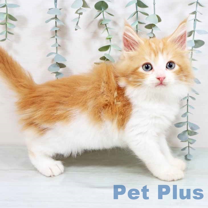 ノルウェージャンフォレストキャット