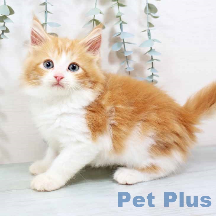 ノルウェージャンフォレストキャットの写真2