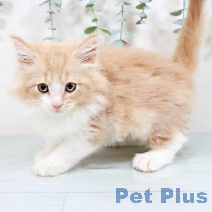 ノルウェージャンフォレストキャットの写真2