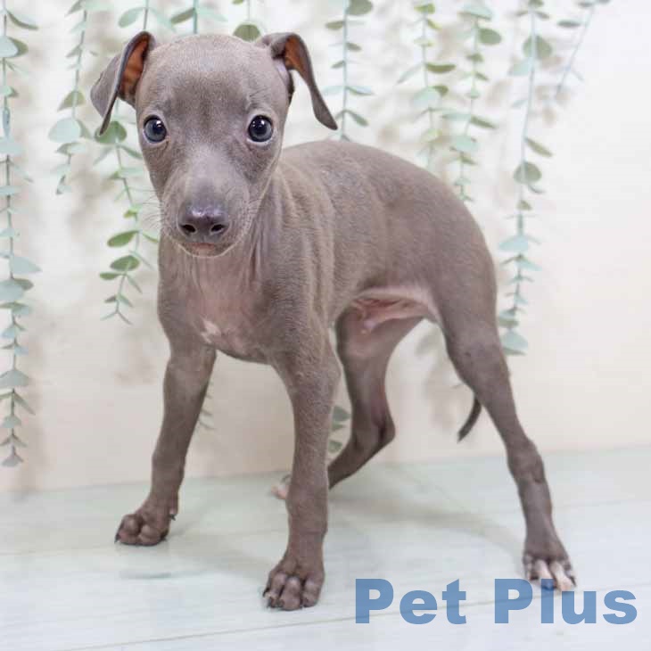 兵庫県のイタリアングレーハウンド (ペットプラス 姫路大津店/2025年8月12日生まれ/男の子/ブルーホワイト)の子犬の1枚目の画像
