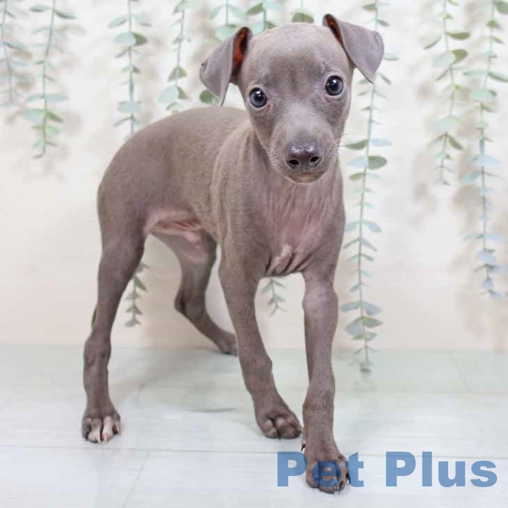 兵庫県のイタリアングレーハウンド (ペットプラス 姫路大津店/2025年8月12日生まれ/男の子/ブルーホワイト)の子犬の2枚目の画像