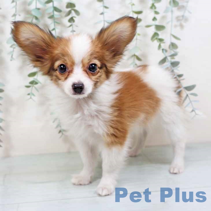 大阪府のパピヨン (ペットプラス りんくう泉南店/2025年7月22日生まれ/女の子/ホワイトレッド)の子犬の2枚目の画像