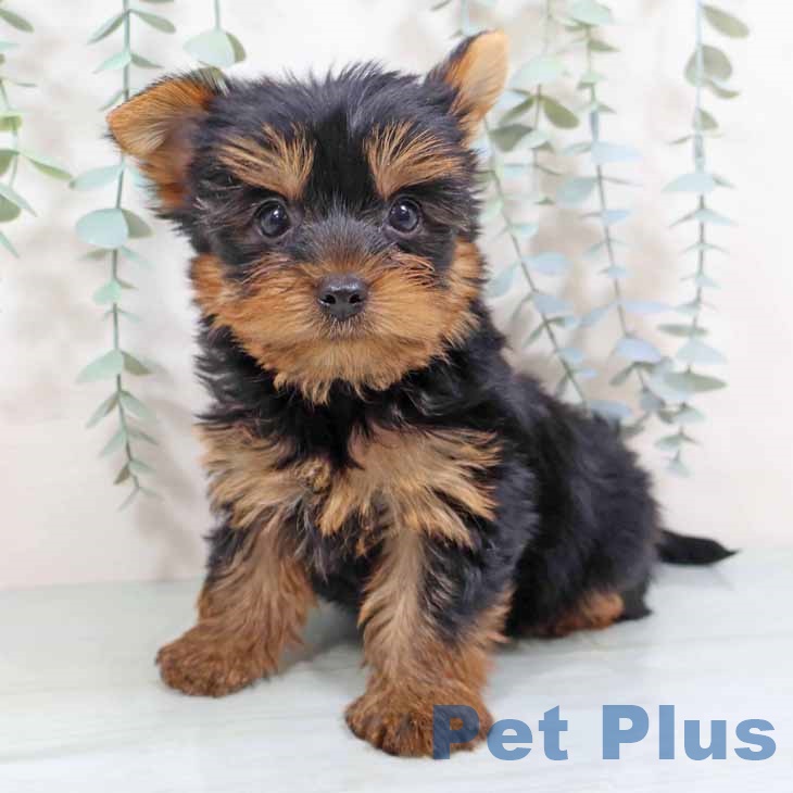 埼玉県のヨークシャーテリア (ペットプラス ピオニウォーク東松山店/2025年8月12日生まれ/男の子/スチールブルータン)の子犬の1枚目の画像