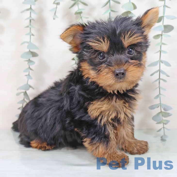 埼玉県のヨークシャーテリア (ペットプラス ピオニウォーク東松山店/2025年8月12日生まれ/男の子/スチールブルータン)の子犬の2枚目の画像