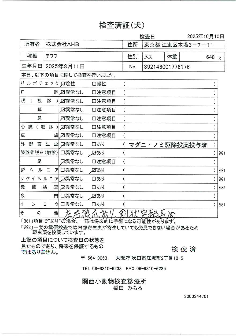 チワワ