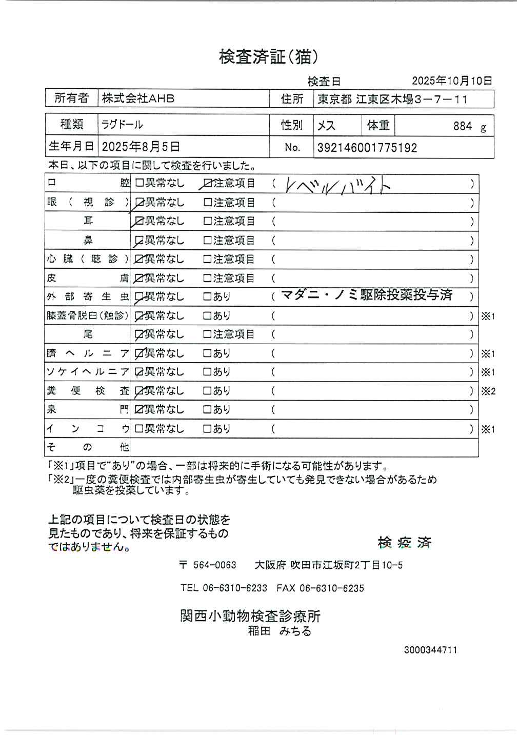 ラグドール