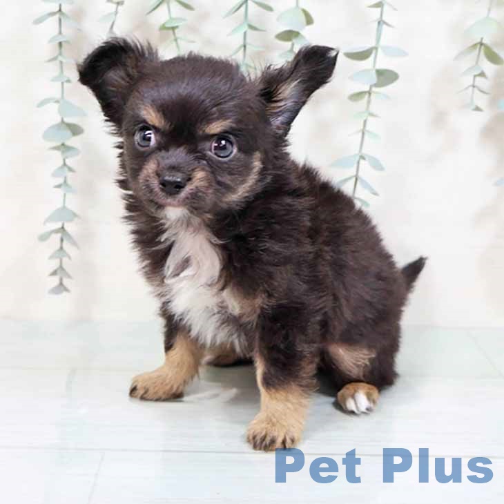 東京都のチワワ(ロング) (ペッツワン 南砂町SUNAMO店/2025年8月15日生まれ/男の子/ブラックタンホワイト)の子犬の1枚目の画像