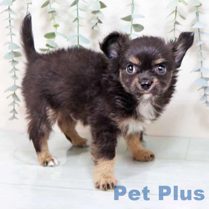 東京都のチワワ(ロング) (ペッツワン 南砂町SUNAMO店/2025年8月15日生まれ/男の子/ブラックタンホワイト)の子犬の2枚目の画像