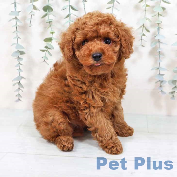 新潟県のトイプードル(トイ) (ペットプラス新潟南店/2025年8月14日生まれ/男の子/レッド)の子犬