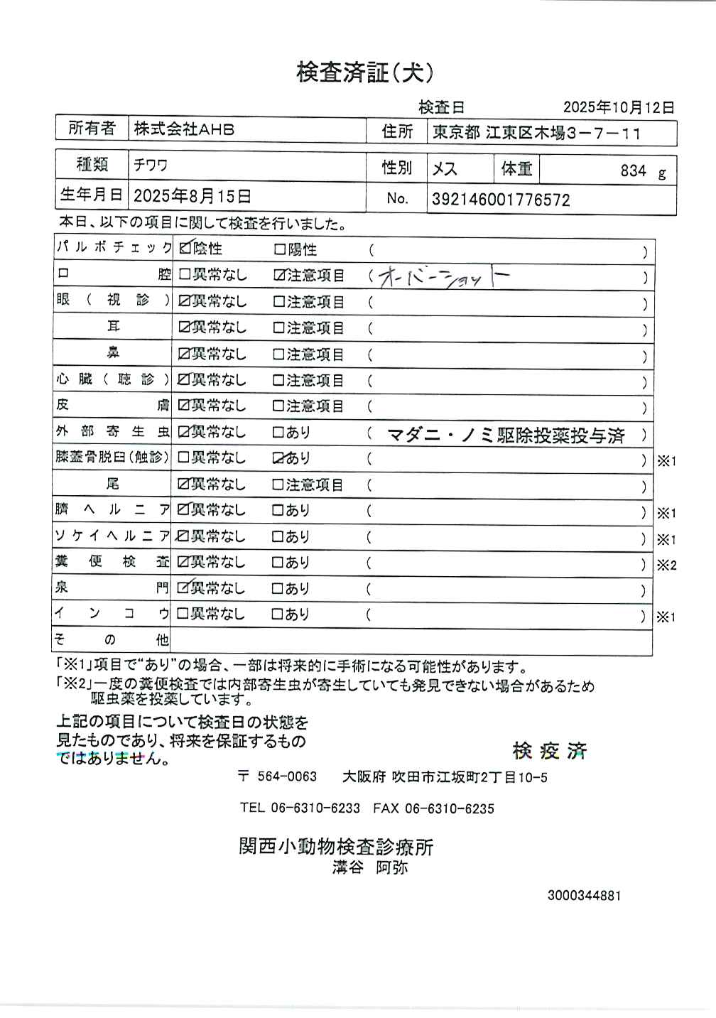 チワワ