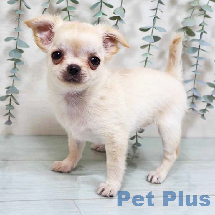 東京都のチワワ(ロング) (ペットプラス 日の出店/2025年8月13日生まれ/女の子/クリームホワイト)の子犬の1枚目の画像