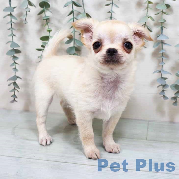 東京都のチワワ(ロング) (ペットプラス 日の出店/2025年8月13日生まれ/女の子/クリームホワイト)の子犬の2枚目の画像