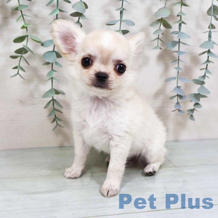 神奈川県のチワワ(ロング) (ペットプラス 天王町店/2025年8月13日生まれ/女の子/クリームホワイト)の子犬の2枚目の画像