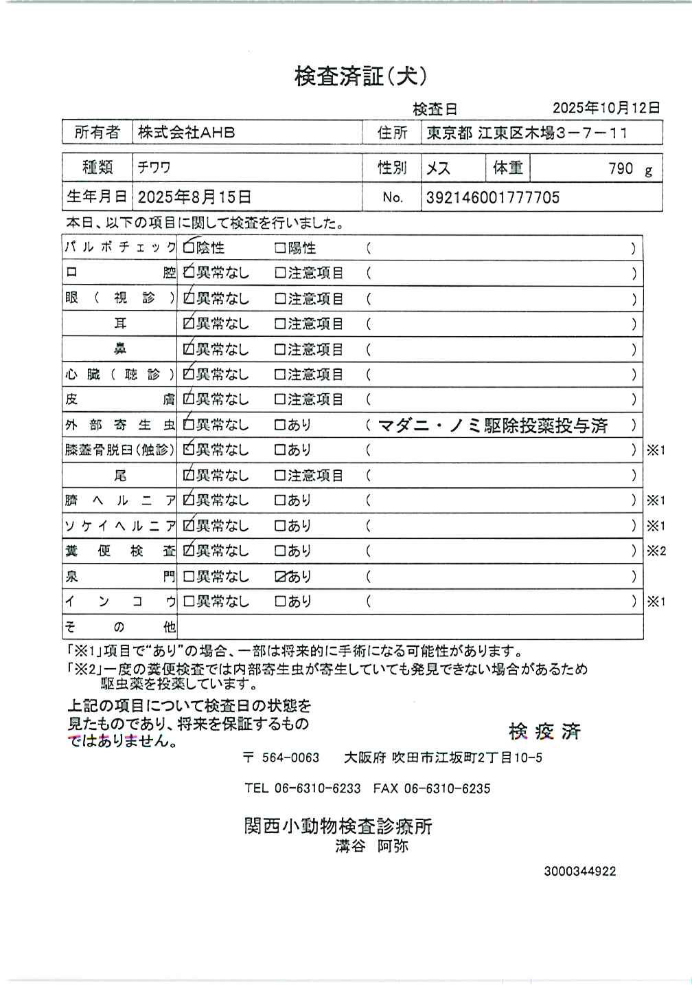 チワワ