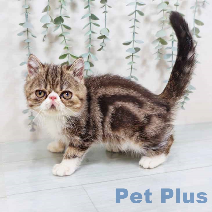 大阪府のエキゾチックショートヘアー (ペットプラス ららぽーと和泉店/2025年8月5日生まれ/女の子/ブラウンタビーホワイト)の子猫の1枚目の画像