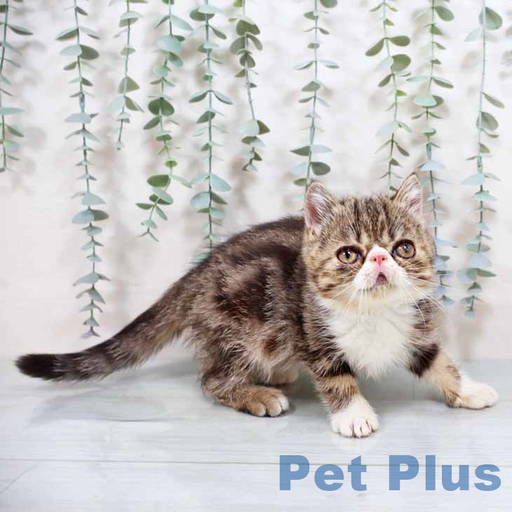 大阪府のエキゾチックショートヘアー (ペットプラス ららぽーと和泉店/2025年8月5日生まれ/女の子/ブラウンタビーホワイト)の子猫の2枚目の画像