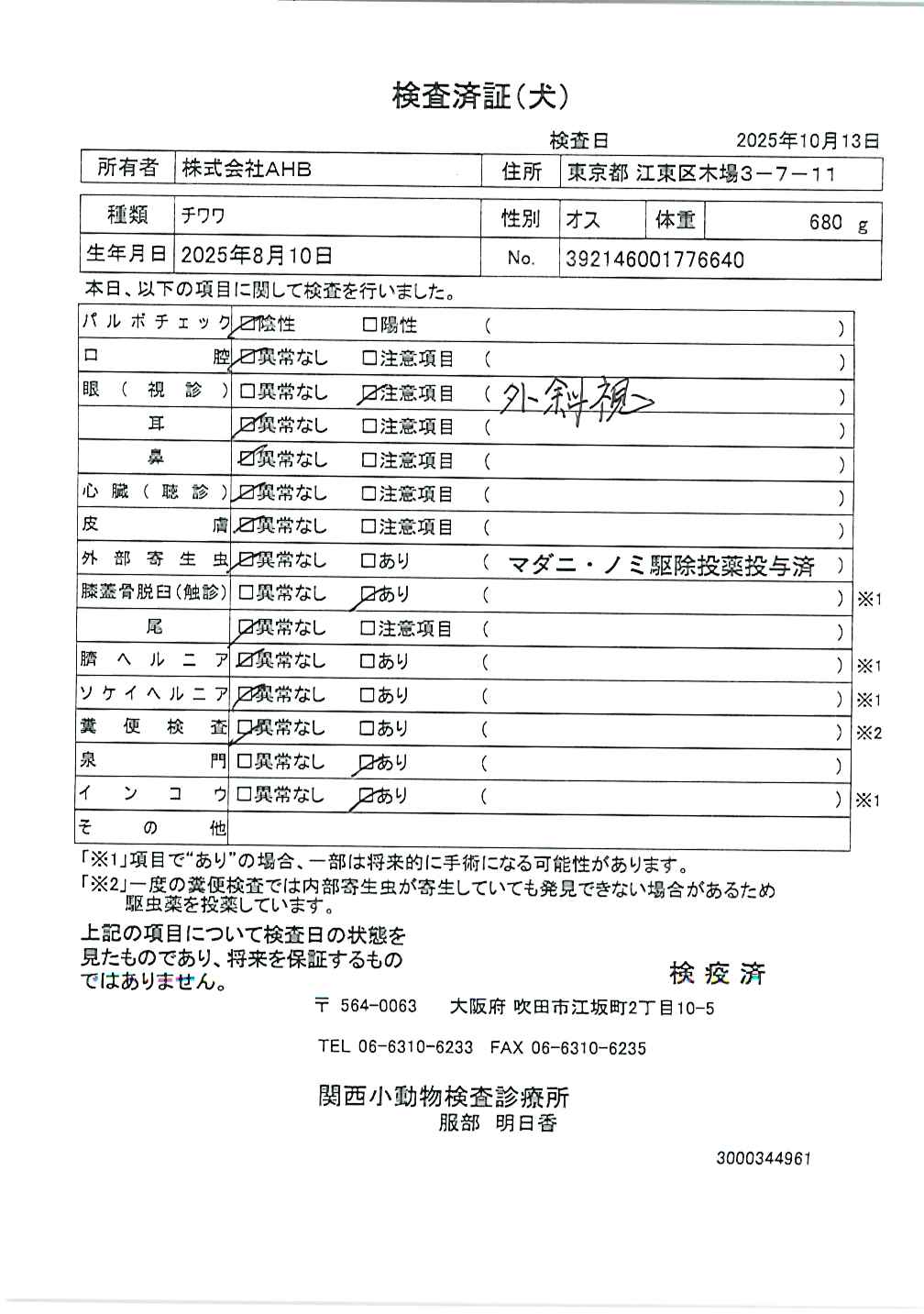 チワワ