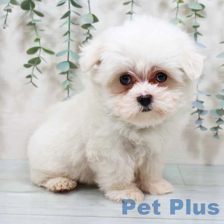 大阪府のマルチーズ (ペットプラス 堺北花田店/2025年8月10日生まれ/男の子/ホワイト)の子犬の1枚目の画像