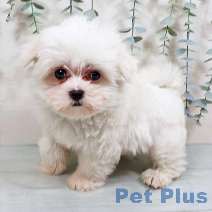 大阪府のマルチーズ (ペットプラス 堺北花田店/2025年8月10日生まれ/男の子/ホワイト)の子犬の2枚目の画像